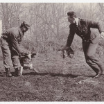 L’addestramento degli ibridi nel 1968 / Hybrids training in 1968 - © Wolfdogs.cz