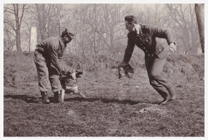 L’addestramento degli ibridi nel 1968 / Hybrids training in 1968 - © Wolfdogs.cz