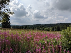 Il panorama dei Monti Metalliferi nei pressi di Boží Dar / Ore Mountains panorama in the surroundings of Boží Dar © Giuseppe Picheca